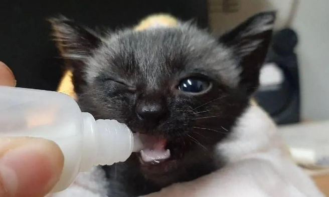 以为捡到了暹罗奶猫,没想到刚4个月就变纯黑了,被“骗”啦! 以为捡到了暹罗奶猫,没想到刚4个月就变纯黑了,被“骗”啦!