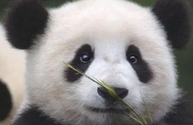 打工20年,被迫高龄产子的熊猫美香,快回家吧! 打工20年,被迫高龄产子的熊猫美香,快回家吧!
