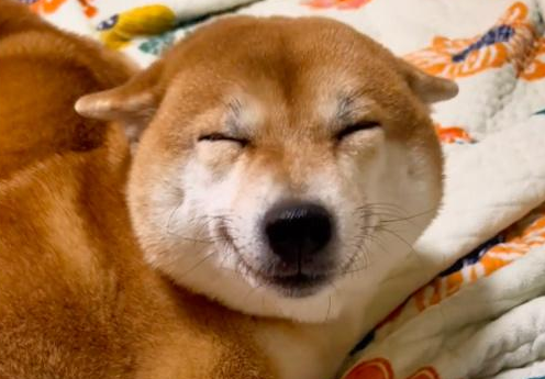 主人质问柴犬有没有偷吃宵夜,它一脸谄媚的笑容,直接暴露了! 主人质问柴犬有没有偷吃宵夜,它一脸谄媚的笑容,直接暴露了!