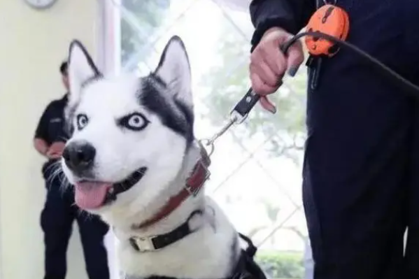 特警挑战训练二哈做警犬？结果警局差点被拆了