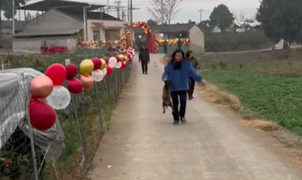 带狗狗一起去吃席,肚子吃得圆滚滚的还不愿回来!狗:我还能喝点 带狗狗一起去吃席,肚子吃得圆滚滚的还不愿回来!狗:我还能喝点