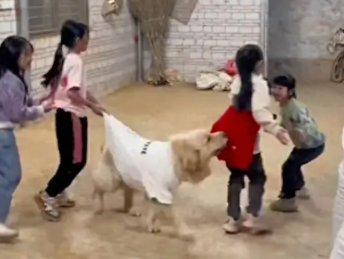 金毛过年回到乡下后，和小朋友们一起玩老鹰捉小鸡！狗：有点费牙