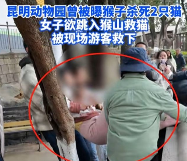 闹大了!“猴猫共处事件”后续,央媒发声了 闹大了!“猴猫共处事件”后续,央媒发声了