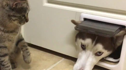 阿拉斯加钻猫洞被卡住了,进退两难向主人求助,网友:这是二哈吧 阿拉斯加钻猫洞被卡住了,进退两难向主人求助,网友:这是二哈吧