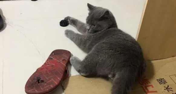 小猫不让网友碰它，第一次碰它就被抓成这样了，真厉害