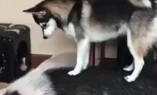 网友养了一只哈士奇和一只猪,每次为了叫猪起床,二哈也是拼了 网友养了一只哈士奇和一只猪,每次为了叫猪起床,二哈也是拼了