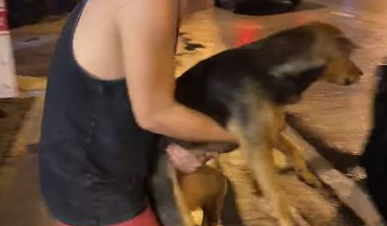 流浪狗被醉汉强行抱回家，男子隔天全忘光，结局有点暖！