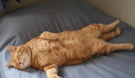 主人给橘猫剃毛，看到猫咪正面忍不住笑喷：像只“白斩鸡”