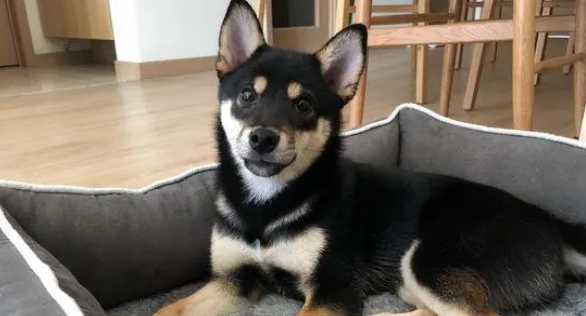 柴犬不喜欢让主人抱着,它觉得自己的窝非常舒服 柴犬不喜欢让主人抱着,它觉得自己的窝非常舒服