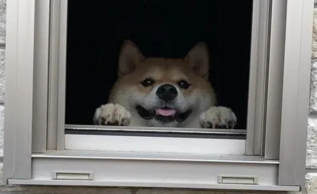 柴犬每天在窗口目送主人,表情超甜,主人走远后它的眼神让人心疼 柴犬每天在窗口目送主人,表情超甜,主人走远后它的眼神让人心疼
