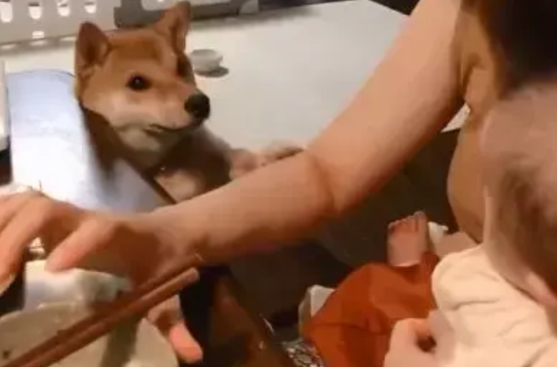 女主人喂孩子吃饭，一旁的柴犬急了，柴犬：我也是你的宝宝啊