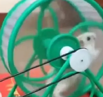 想让猫鼠和平共处?那“耗子”定要付出代价!网友:猫生赢家 想让猫鼠和平共处?那“耗子”定要付出代价!网友:猫生赢家