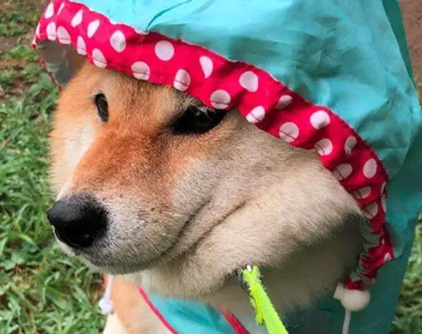 柴犬和主人出门度假, 回家时愁坏主人,柴犬: 本狗子不想回家! 柴犬和主人出门度假, 回家时愁坏主人,柴犬: 本狗子不想回家!