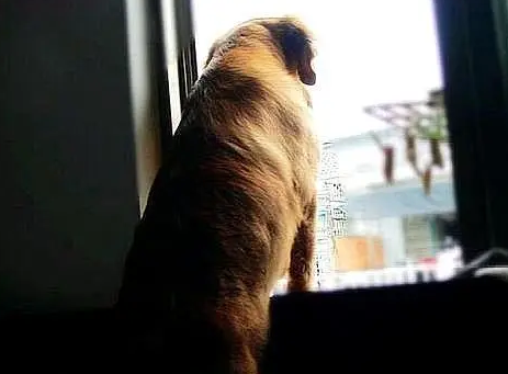 主人突然去世，忠诚的金毛犬为主人效忠，它这样做让人感动