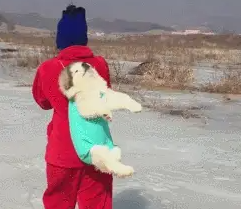 主人背着小狗游玩，狗狗被勒的面无表情，像个淘气的宝宝！