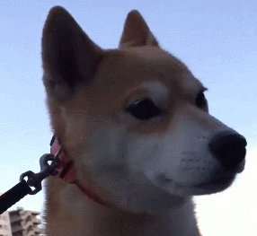 柴犬躺地上拒绝回家,宠主也学它,躺到了地上,柴犬:别装了! 柴犬躺地上拒绝回家,宠主也学它,躺到了地上,柴犬:别装了!