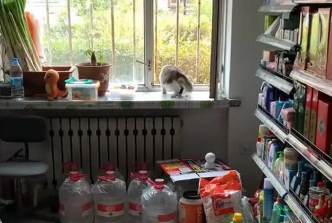 半年时间超市就成了流浪猫的堂食店，你敢信？背后有一个暖心故事
