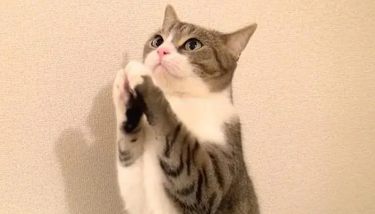 猫咪学人在寺里祈祷,模样真是可爱极了! 猫咪学人在寺里祈祷,模样真是可爱极了!