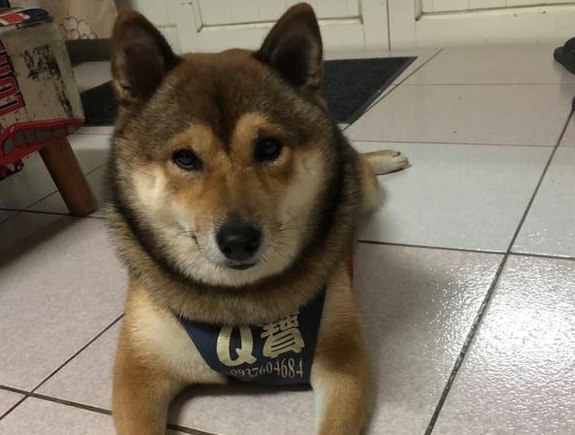 主人半夜一点回家,发现柴犬在门口等候,网友却一句话毁暖心场面 主人半夜一点回家,发现柴犬在门口等候,网友却一句话毁暖心场面