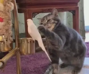 猫咪终于对鹦鹉“下手”了，鸟：天天生命受威胁，我头都秃了