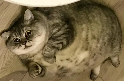 为了让胖猫在跑步机上减肥,铲屎官想了一个绝招,太有才了 为了让胖猫在跑步机上减肥,铲屎官想了一个绝招,太有才了