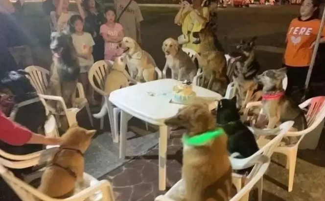 柴犬过生日,11只“狗友”来参加它的派对,真让人羡慕 柴犬过生日,11只“狗友”来参加它的派对,真让人羡慕