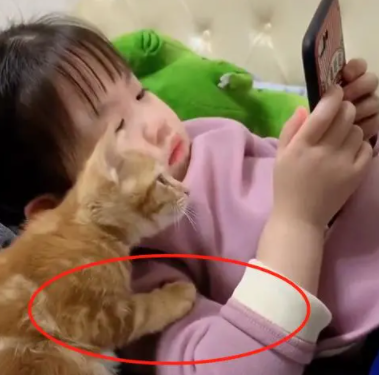 下班回家一进门，发现妹妹和猫猫在看手机，结果仔细一看笑喷了