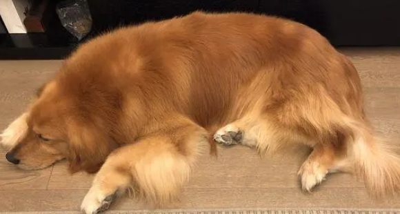 养了八年的金毛,突然变成禁养犬了,现在都不敢带出来遛了 养了八年的金毛,突然变成禁养犬了,现在都不敢带出来遛了