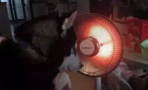 哈士奇本是西伯利亚雪橇犬,结果却在南方冻成狗,冬天需要取暖器 哈士奇本是西伯利亚雪橇犬,结果却在南方冻成狗,冬天需要取暖器