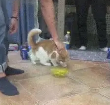 铲屎官晃动逗猫棒，猫咪的身体也跟着左右晃，这波操作我能笑一天