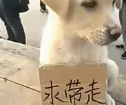小土狗在街头求带走，结果半天都没人要，狗狗都要哭了