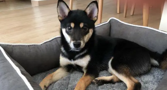 柴犬不喜欢让主人抱着,它觉得自己的窝非常舒服 柴犬不喜欢让主人抱着,它觉得自己的窝非常舒服