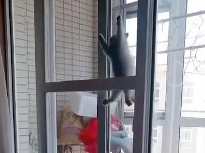 三只小奶猫不安分，竟然能贴着玻璃爬上去，主人：你们是蜘蛛侠吗