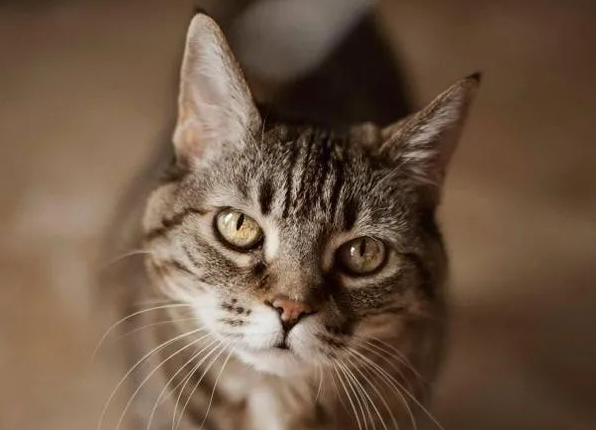 领养了只猫咪，竟浑身长满“爱心”，丘比特转世吧！
