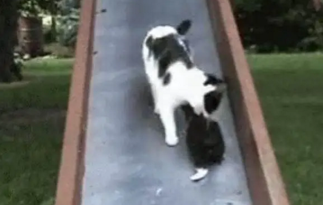 猫妈妈在这里捡了一下午的孩子，76只是什么概念了解一下