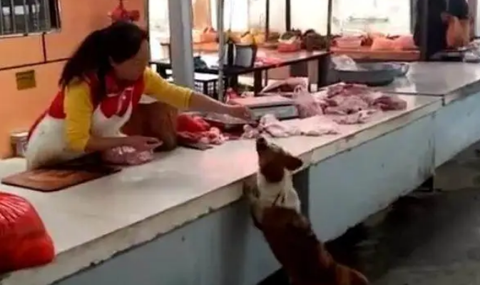 “狗来富”竟是真的！卖肉老板喂给流浪狗几块肉后，生意爆火...