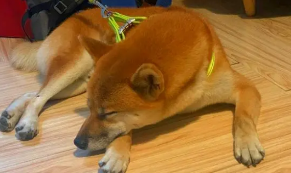 受伤柴犬流浪街头,走丢5天后,主人却被蒙在鼓里,家人没告诉他 受伤柴犬流浪街头,走丢5天后,主人却被蒙在鼓里,家人没告诉他