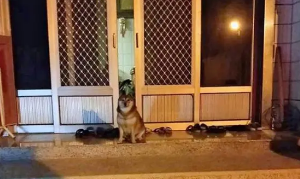 主人凌晨回家,发现狗狗端坐在大门口,“麻麻,我好担心你” 主人凌晨回家,发现狗狗端坐在大门口,“麻麻,我好担心你”