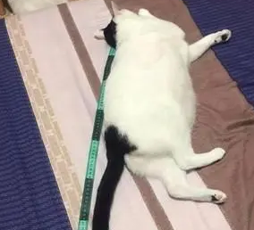 门口发现流浪小猫,老板娘说服丈夫收养,3年后长成“猫猪” 门口发现流浪小猫,老板娘说服丈夫收养,3年后长成“猫猪”