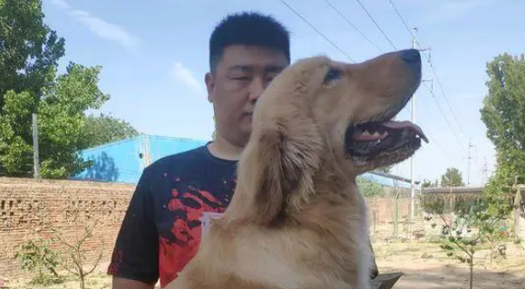 金毛已经是大小伙子了,有时间的时候就给它梳梳毛,很开心 金毛已经是大小伙子了,有时间的时候就给它梳梳毛,很开心