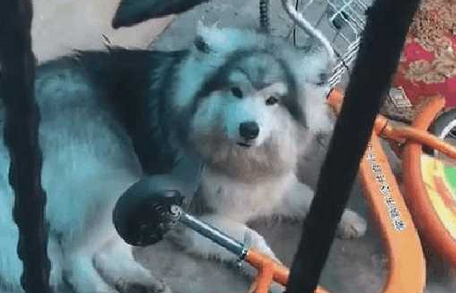 阿拉斯加被压车下一动不动,主人惊出一身冷汗,原来它在思考狗生 阿拉斯加被压车下一动不动,主人惊出一身冷汗,原来它在思考狗生
