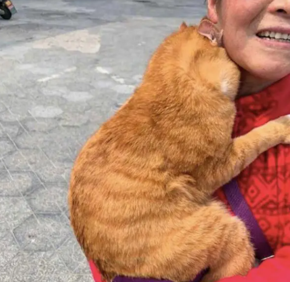 老奶奶向路人炫耀橘猫,如同炫耀孙子一样,猫:我胖我骄傲 老奶奶向路人炫耀橘猫,如同炫耀孙子一样,猫:我胖我骄傲