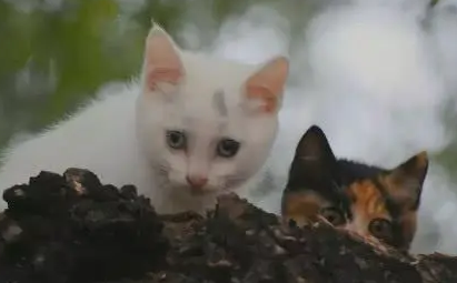 家里两只小猫跑了，女孩寻找未果，最后在树上看到搞笑的一幕