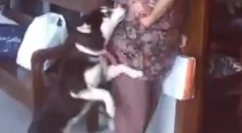哈士奇热情欢迎奶奶，但发现没给它带吃的后，竟然立马变脸