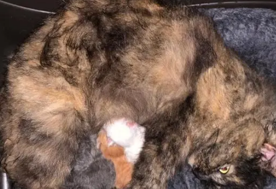 流浪猫在雨天生产，小猫的叫声吸引了好心人，一家猫成功被收养