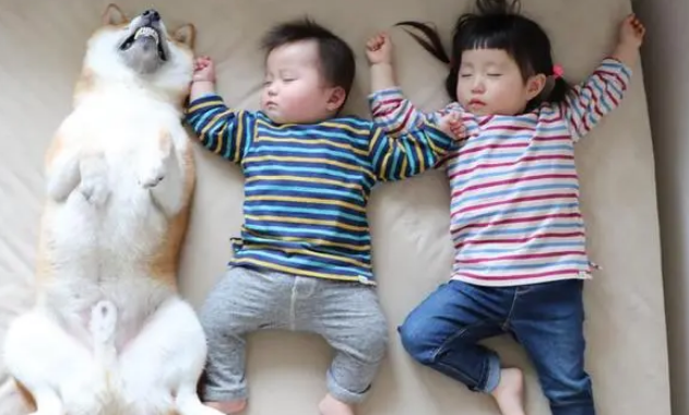 超萌，日本一只柴犬喜欢陪两个小主人睡觉，各种睡姿太温馨了