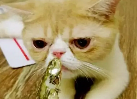 吃货猫咪,用小鱼干收买主人,遭主人嫌弃 吃货猫咪,用小鱼干收买主人,遭主人嫌弃