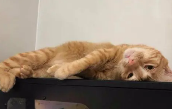 医生断定活不过一晚的小橘猫，如今成大“胖橘”，前后对比差距大