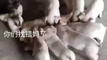 狗妈妈正在给小狗喂奶，突然从外面冲进来一群小猪，狗狗表情亮了