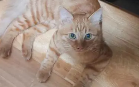 昆明动物园2只猫咪，住进新家
